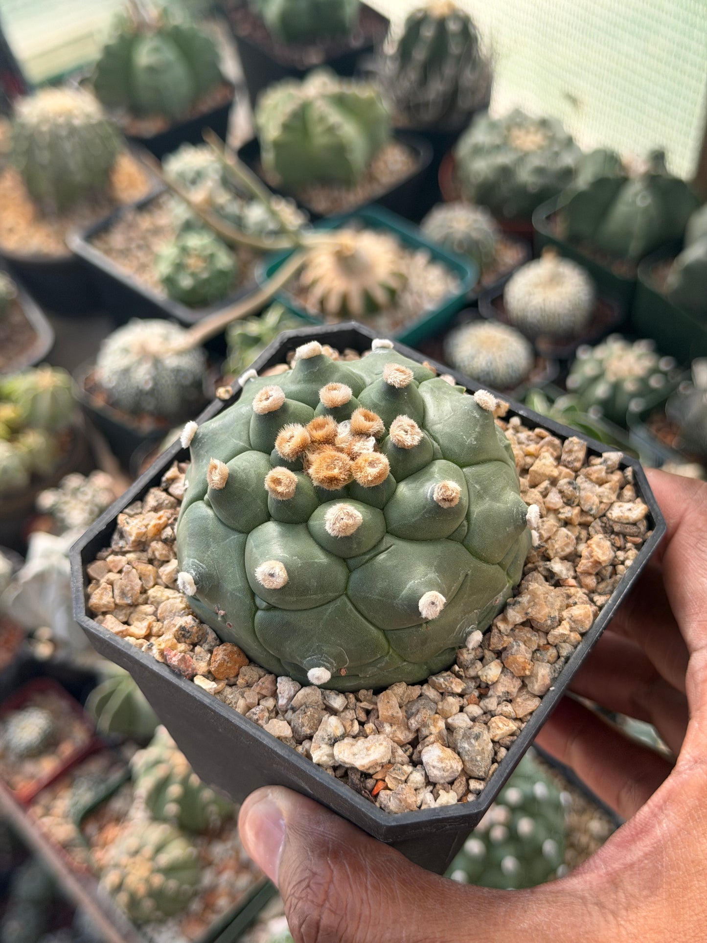 Astrophytum asterias Kikko Ooibo