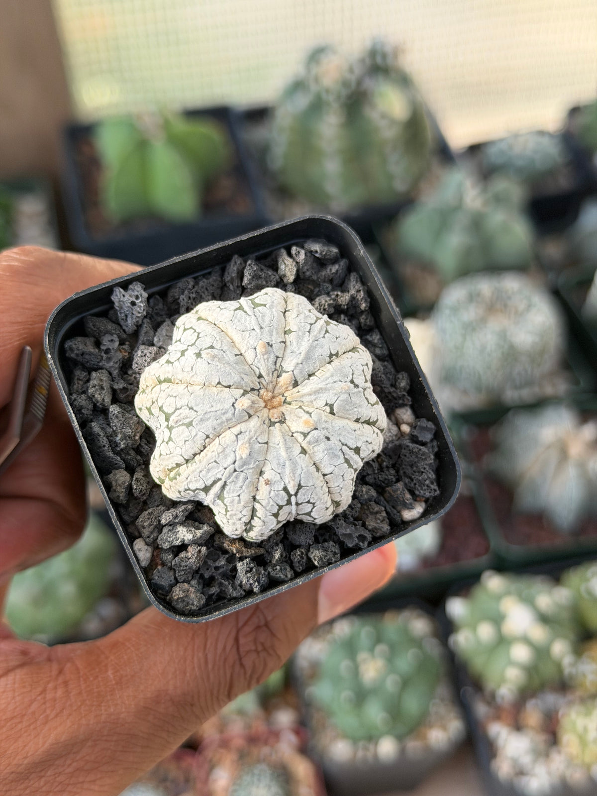 Astrophytum asterias Star Shape Snow