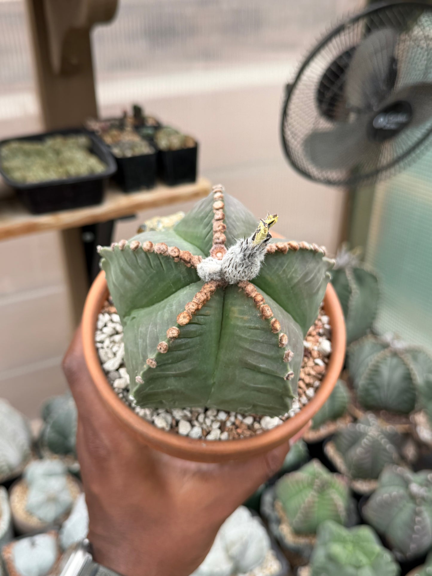 Astrophytum myriostigma Kikko