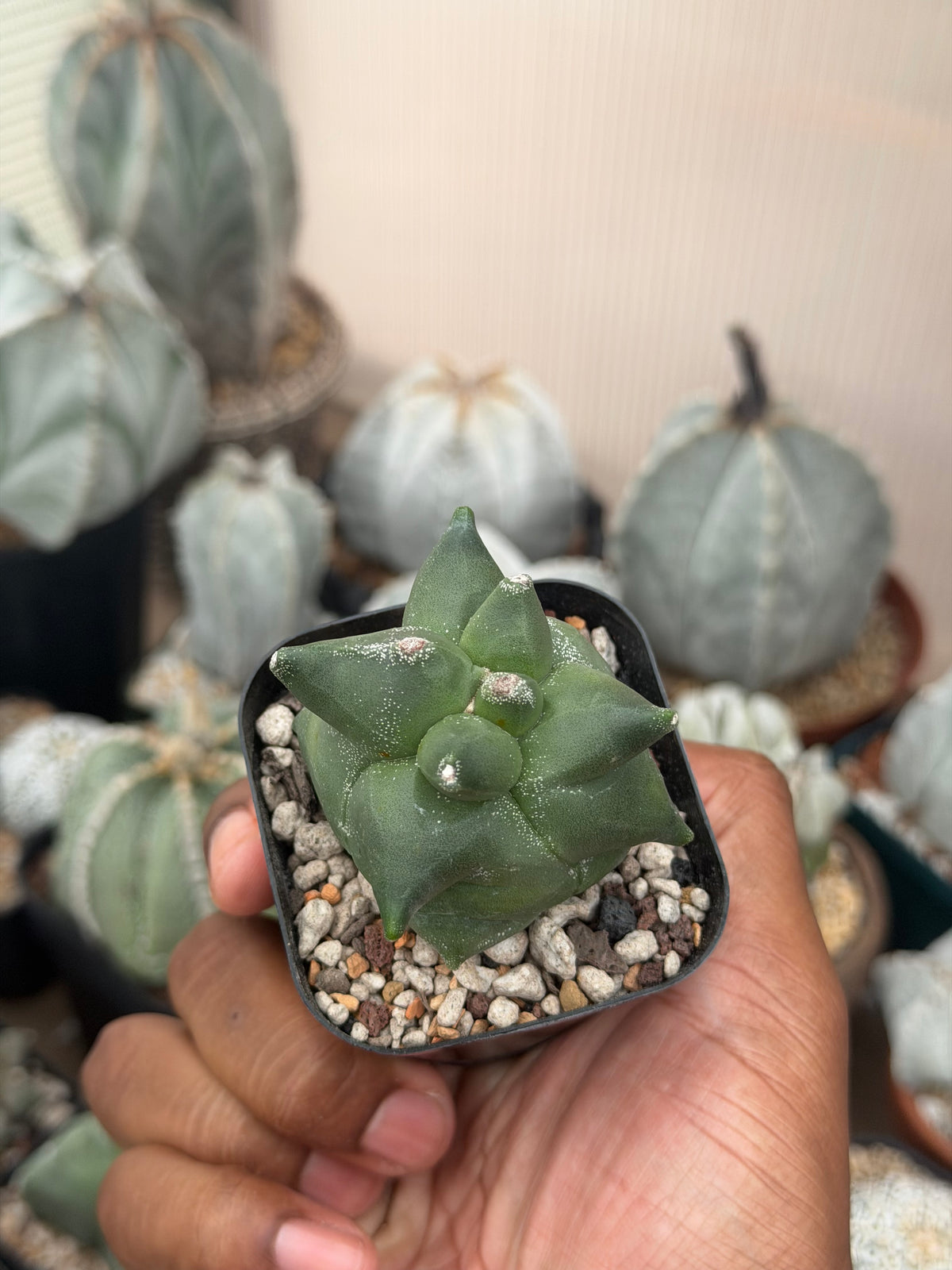 Astrophytum myriostigma Super Kikko