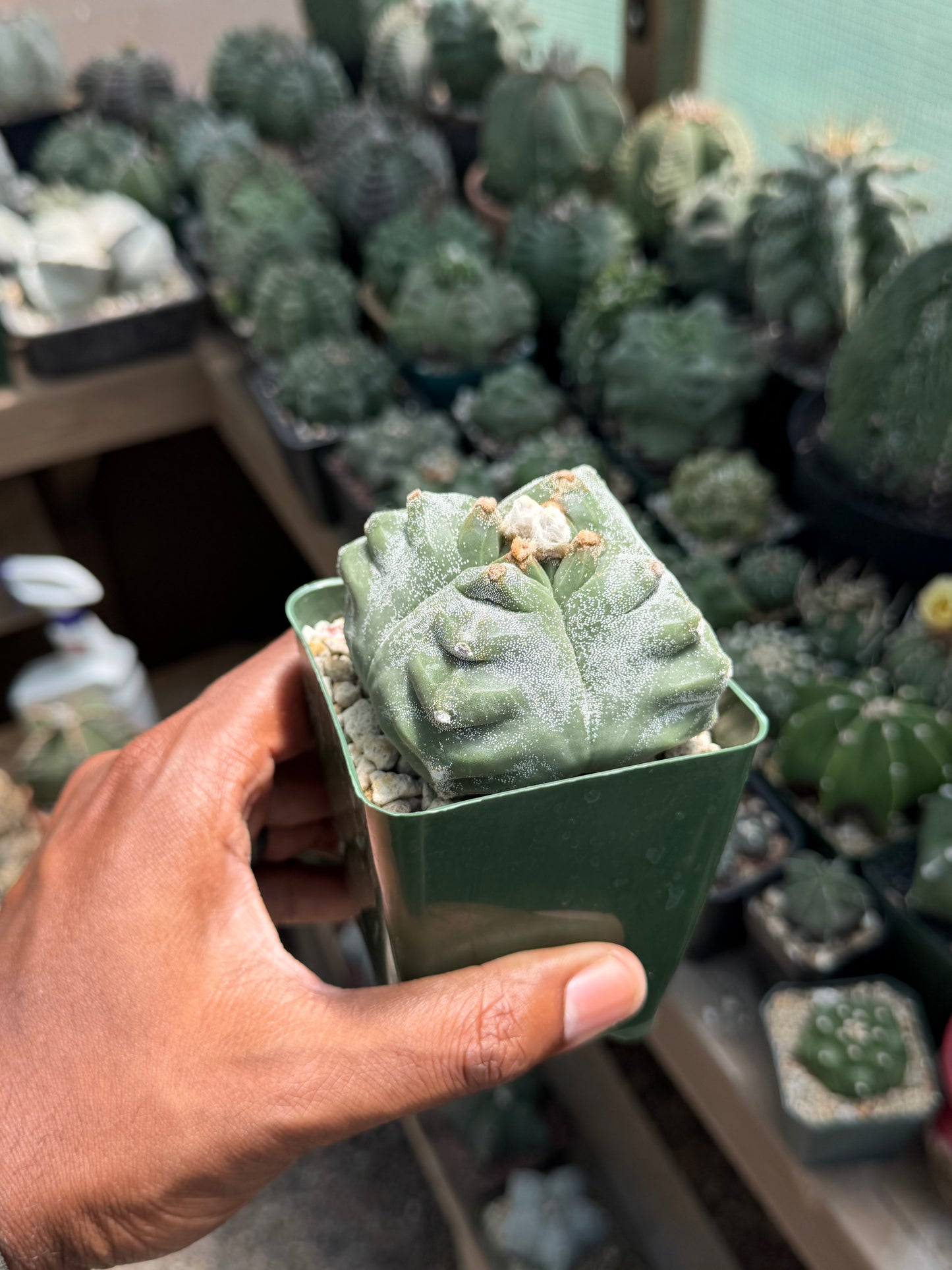 Astrophytum myriostigma Kikko Quadricostatum