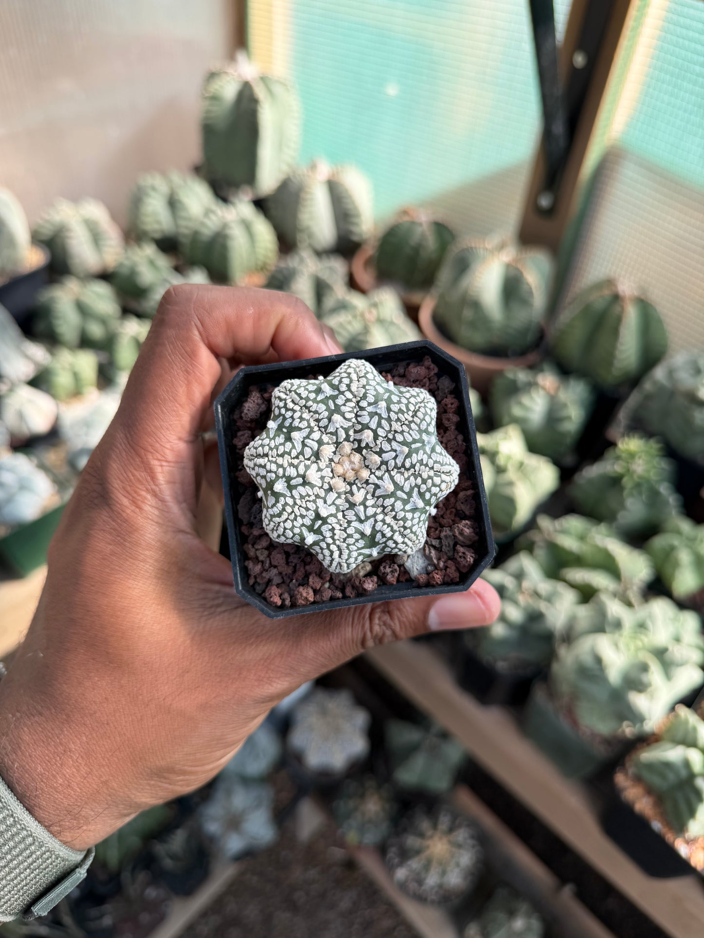 Astrophytum asterias Superkabuto Star Shape