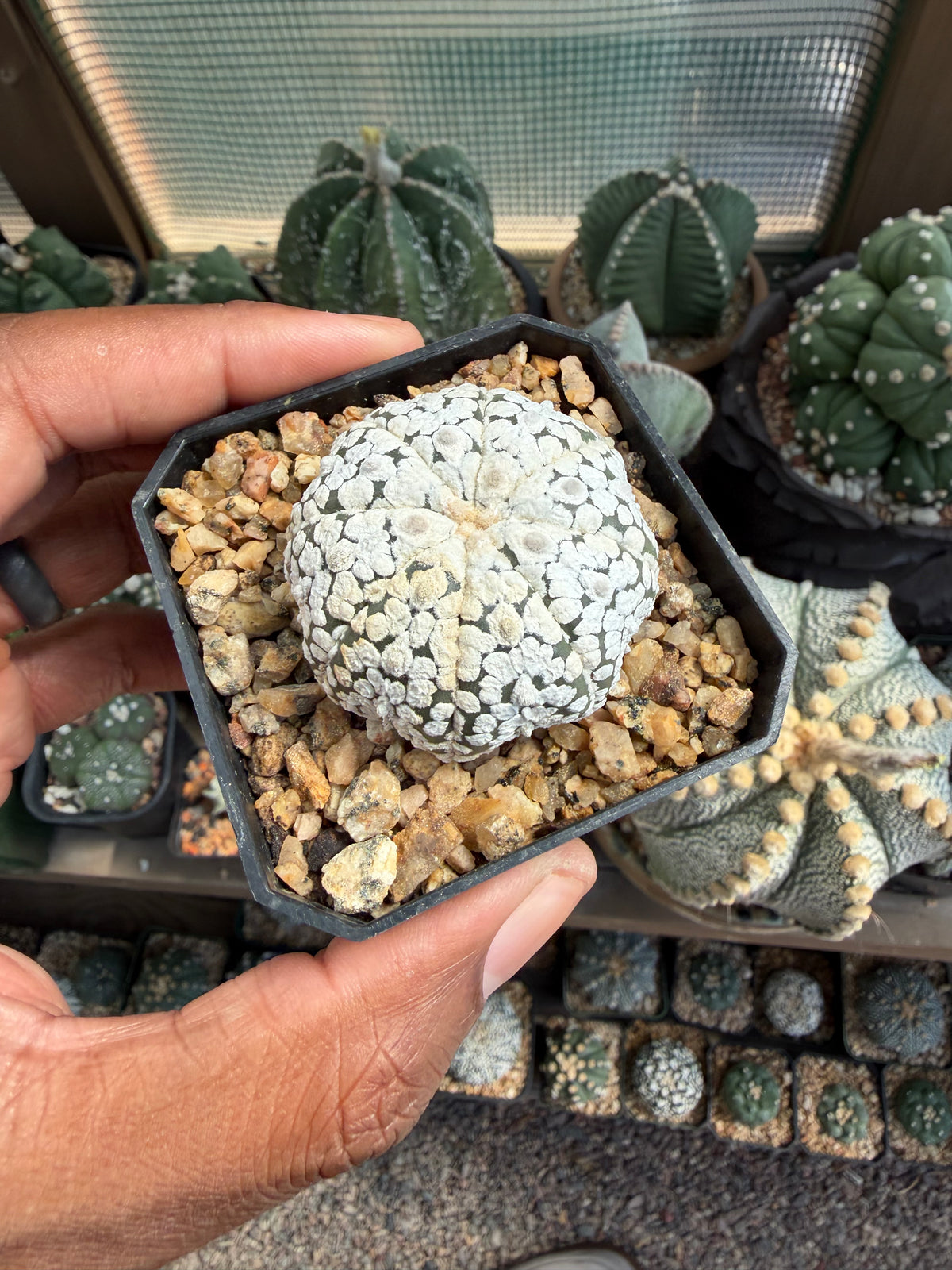 Astrophytum asterias Superkabuto Snow