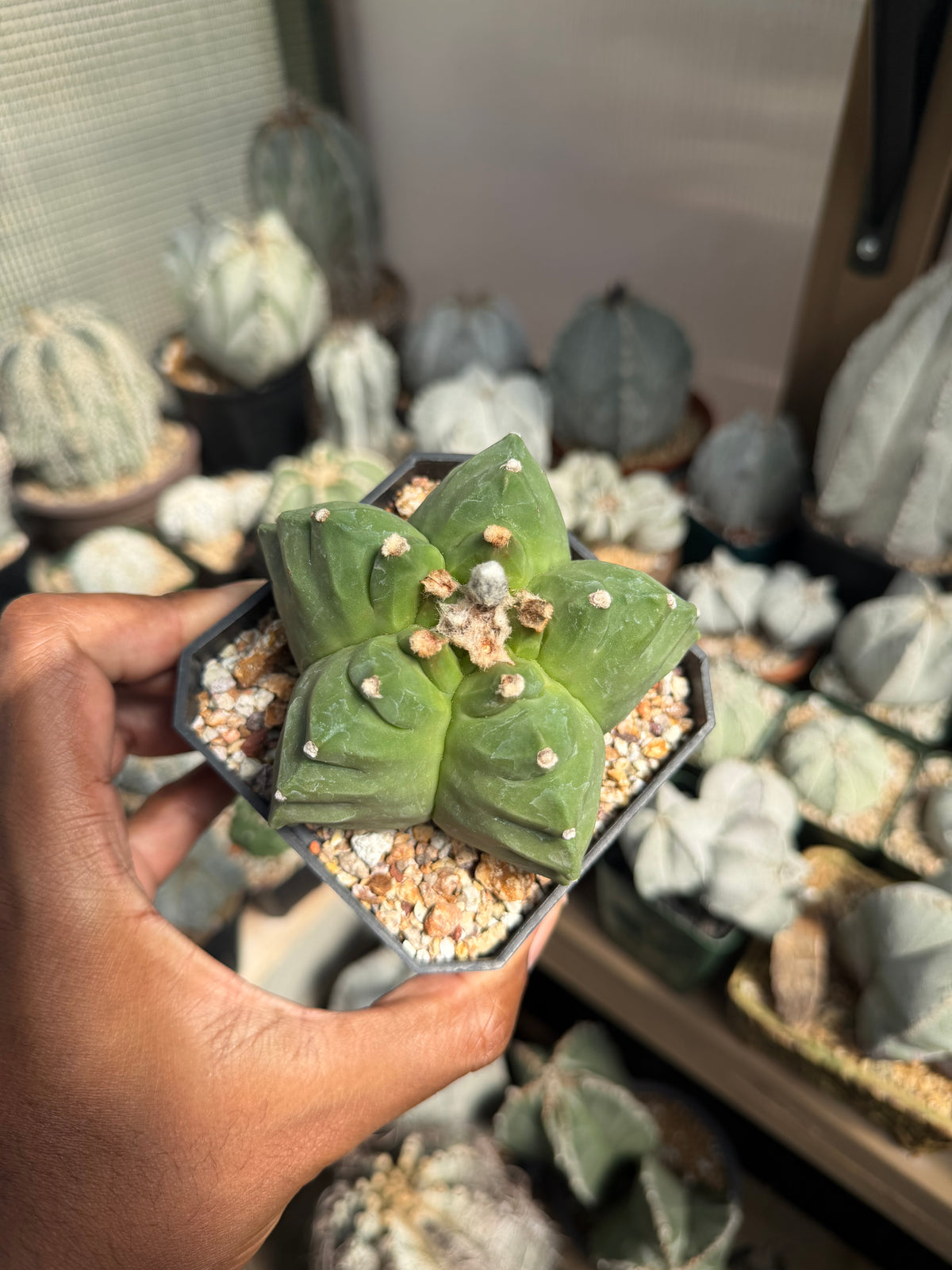 Astrophytum myriostigma Kikko