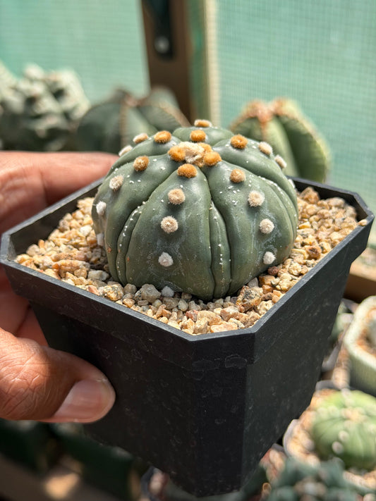 Astrophytum asterias Fukuryu