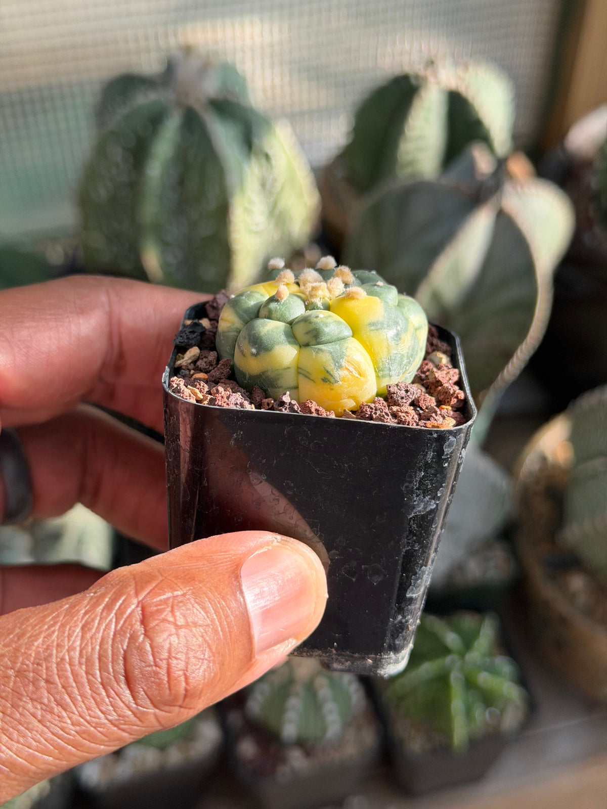 Astrophytum asterias Kikko Variegated