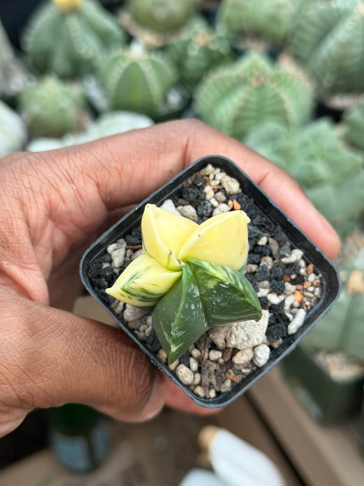 Astrophytum myriostigma Variegated