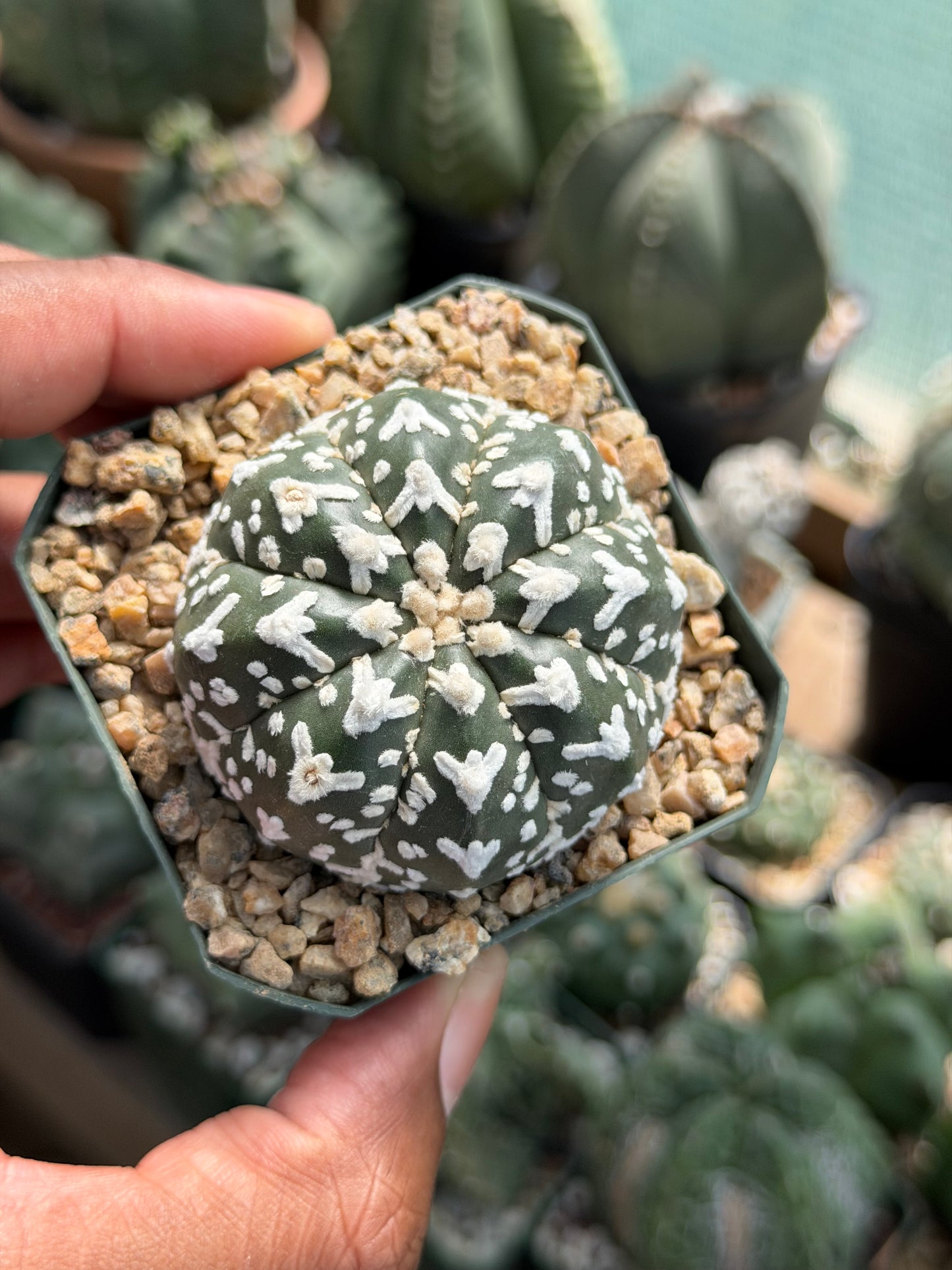 Astrophytum asterias Superkabuto V-Type