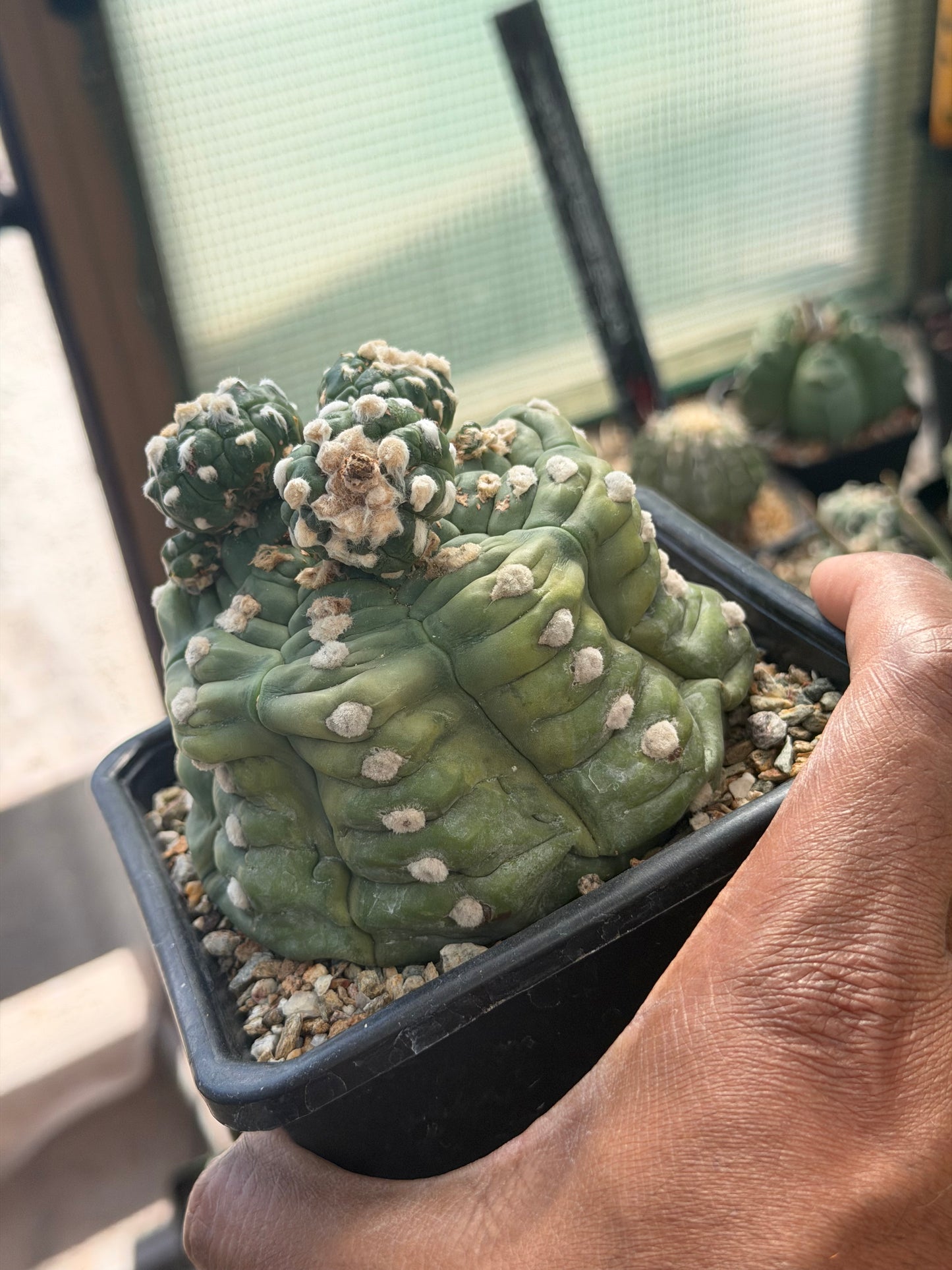 Astrophytum asterias Kikko