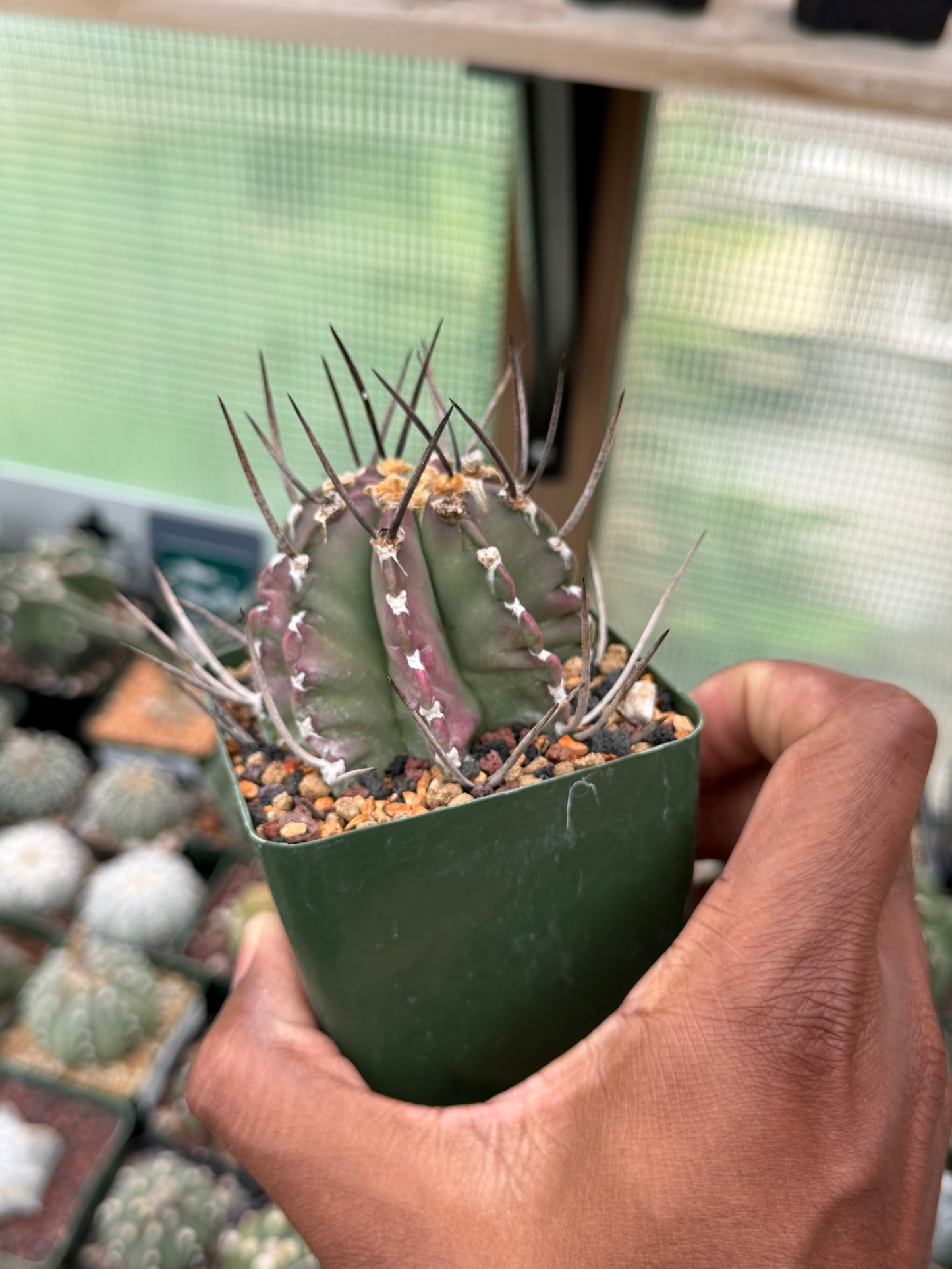 Astrophytum capricorne crassispinum