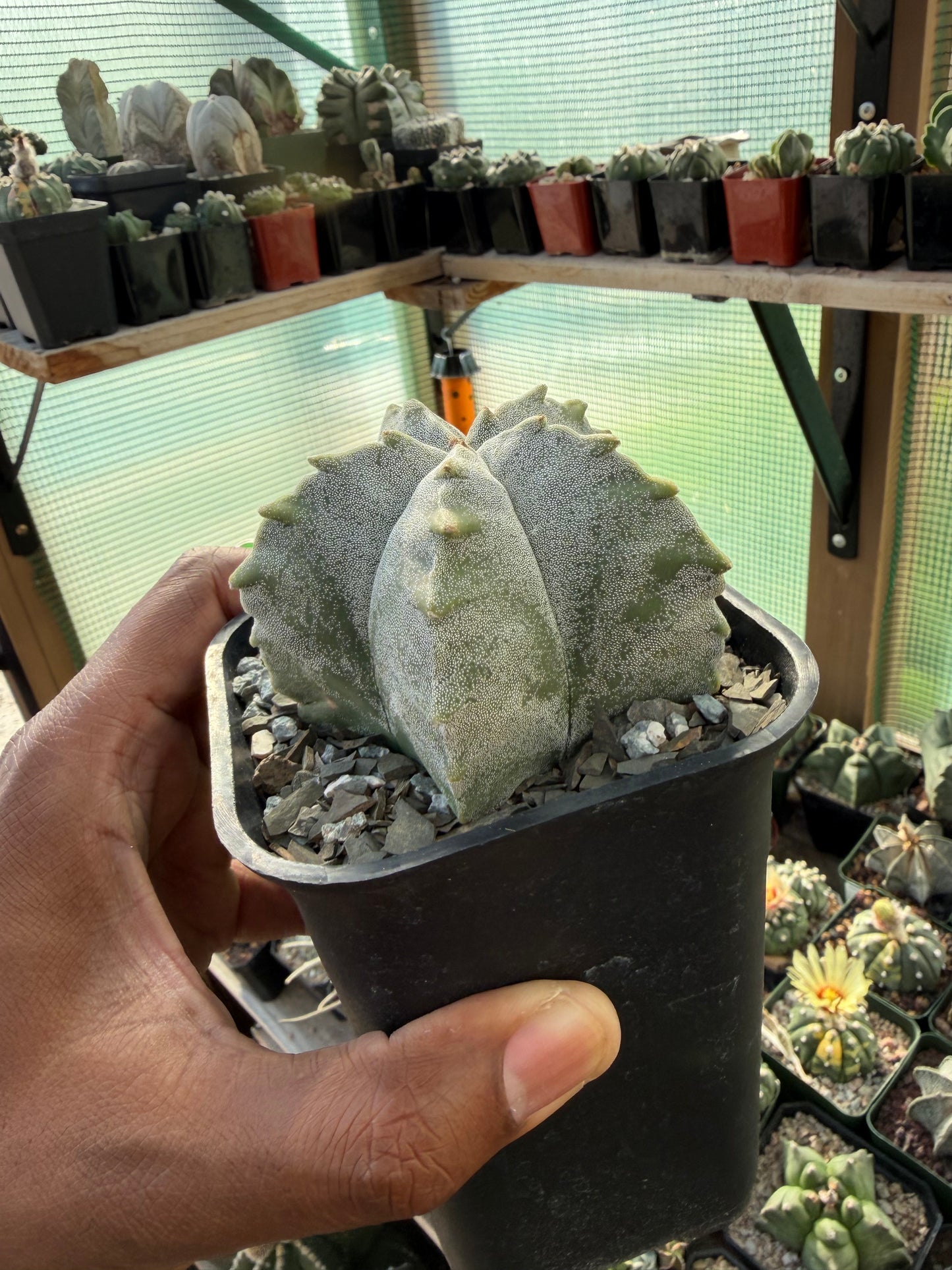 Astrophytum myriostigma Kikko