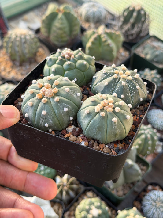 Astrophytum asterias Bundle