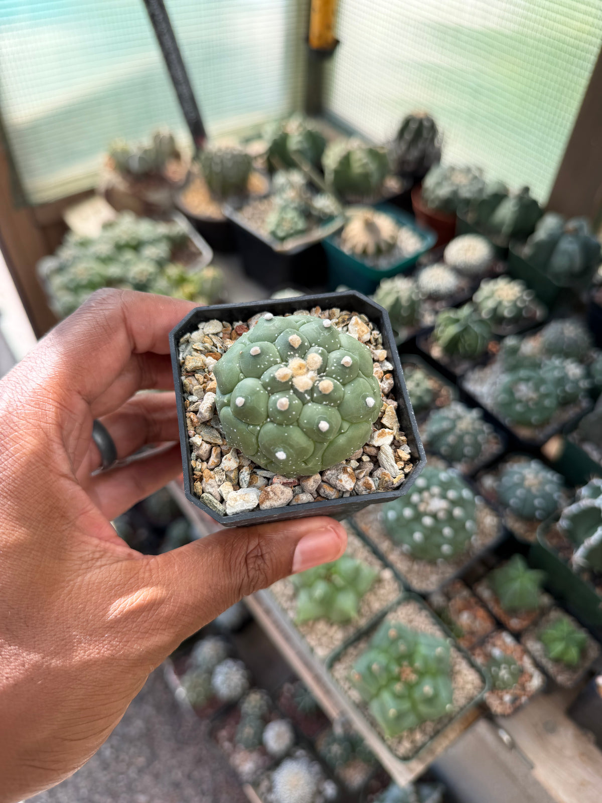 Astrophytum asterias Kikko