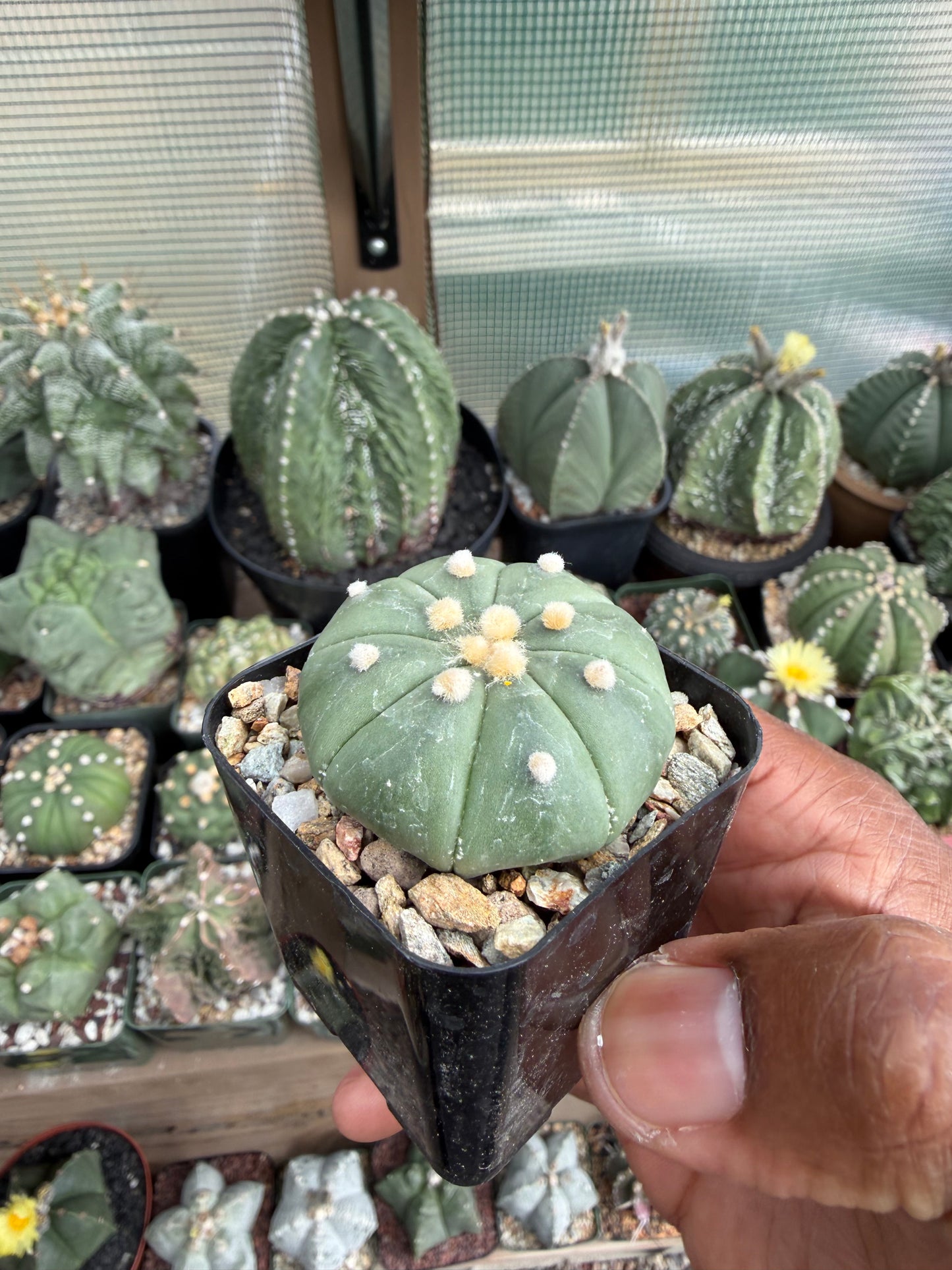 Astrophutm asterias