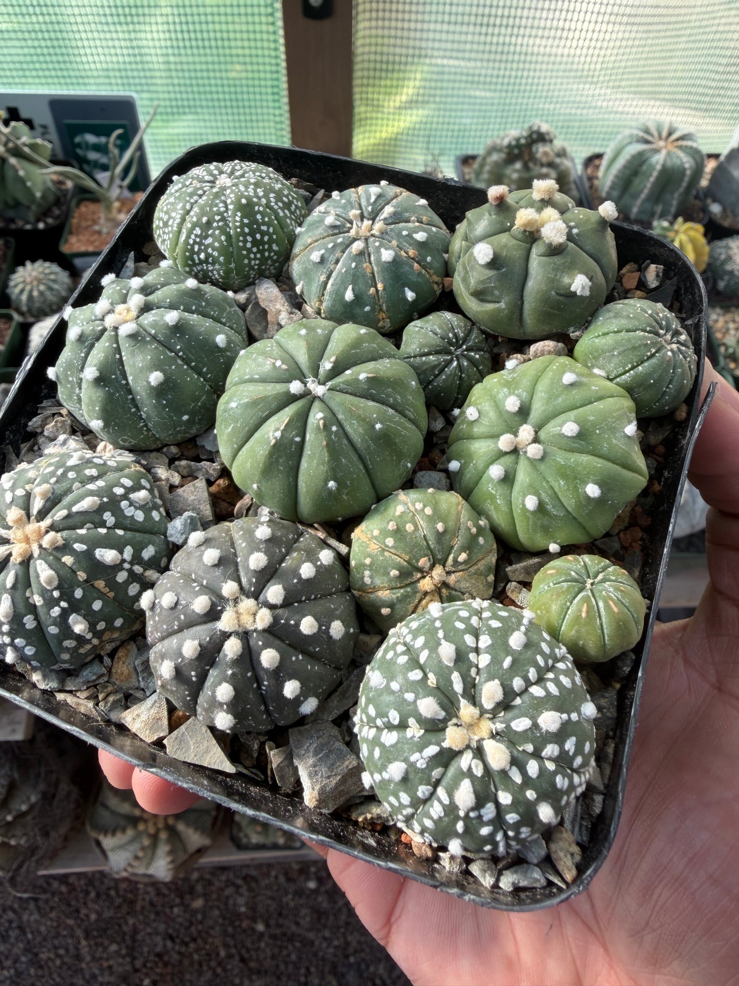 Astrophytum asterias Super Bundle!