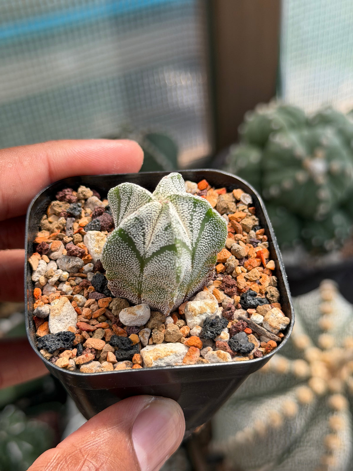 Astrophytum myriostigma