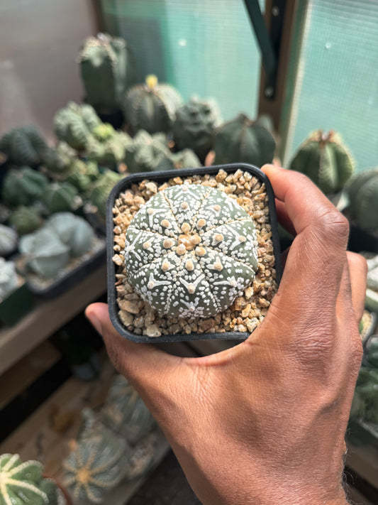 Astrophytum asterias Superkabuto V-Type
