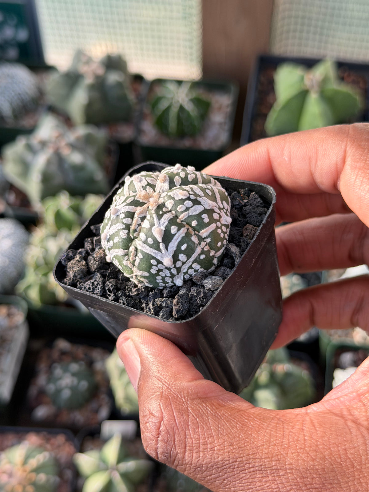 Astrophytum asterias Superkabuto V-Type