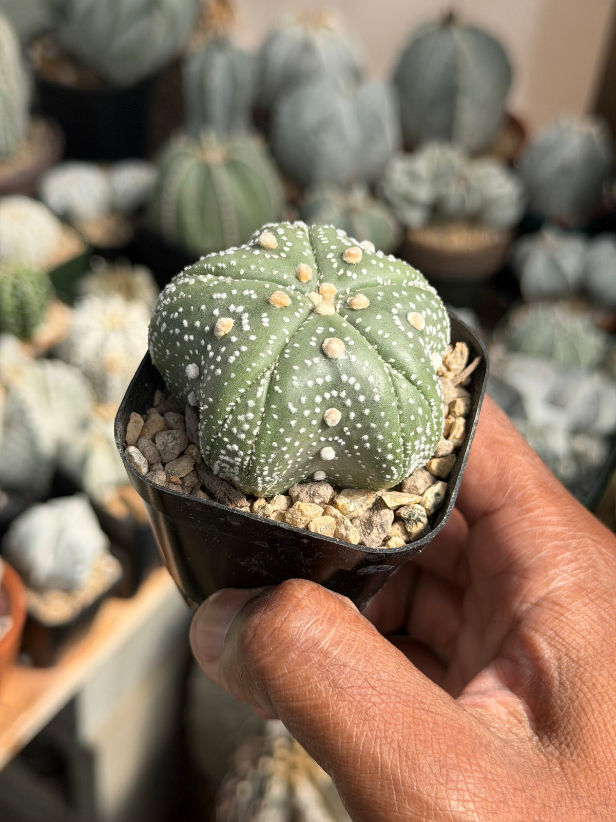Astrophytum asterias Star Shape Goryo Fukuryu