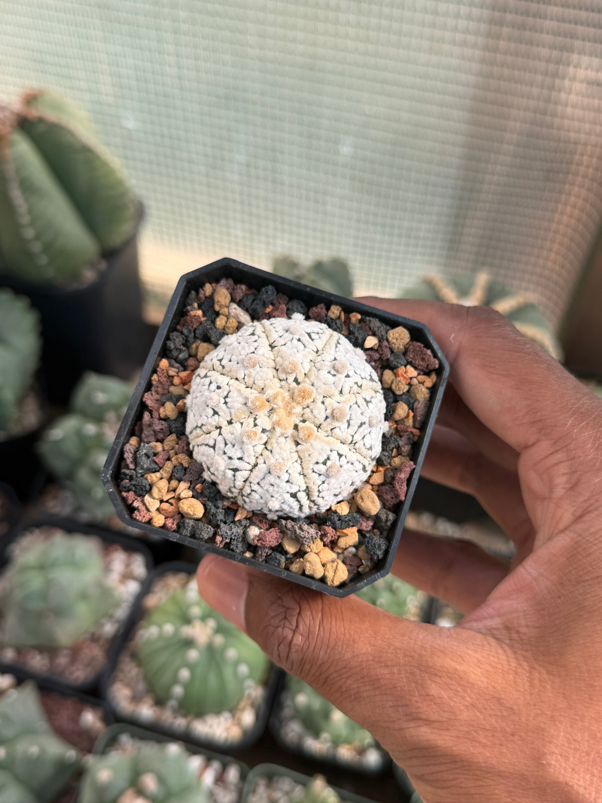 Astrophytum asterias Superkabuto