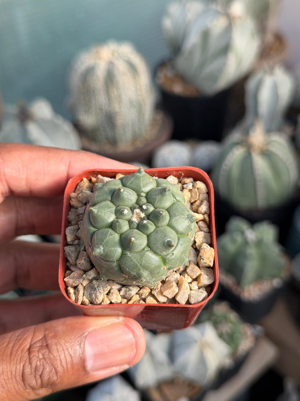 Astrophytum asterias Kikko Durian