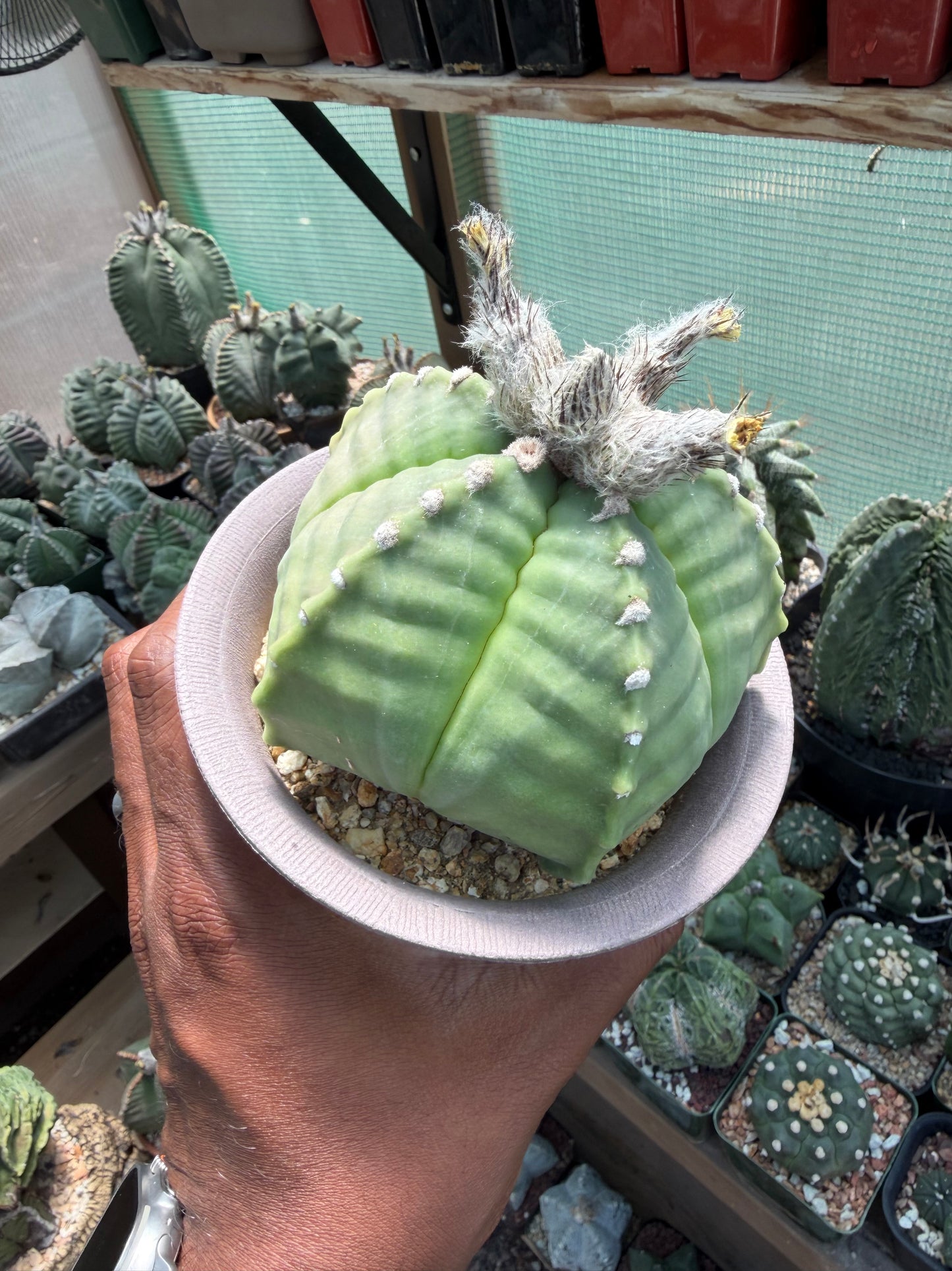 Astrophytum myriostigma strongylogonum Specimen