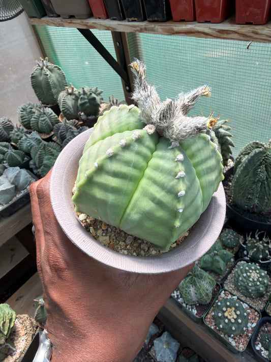 Astrophytum myriostigma strongylogonum Specimen