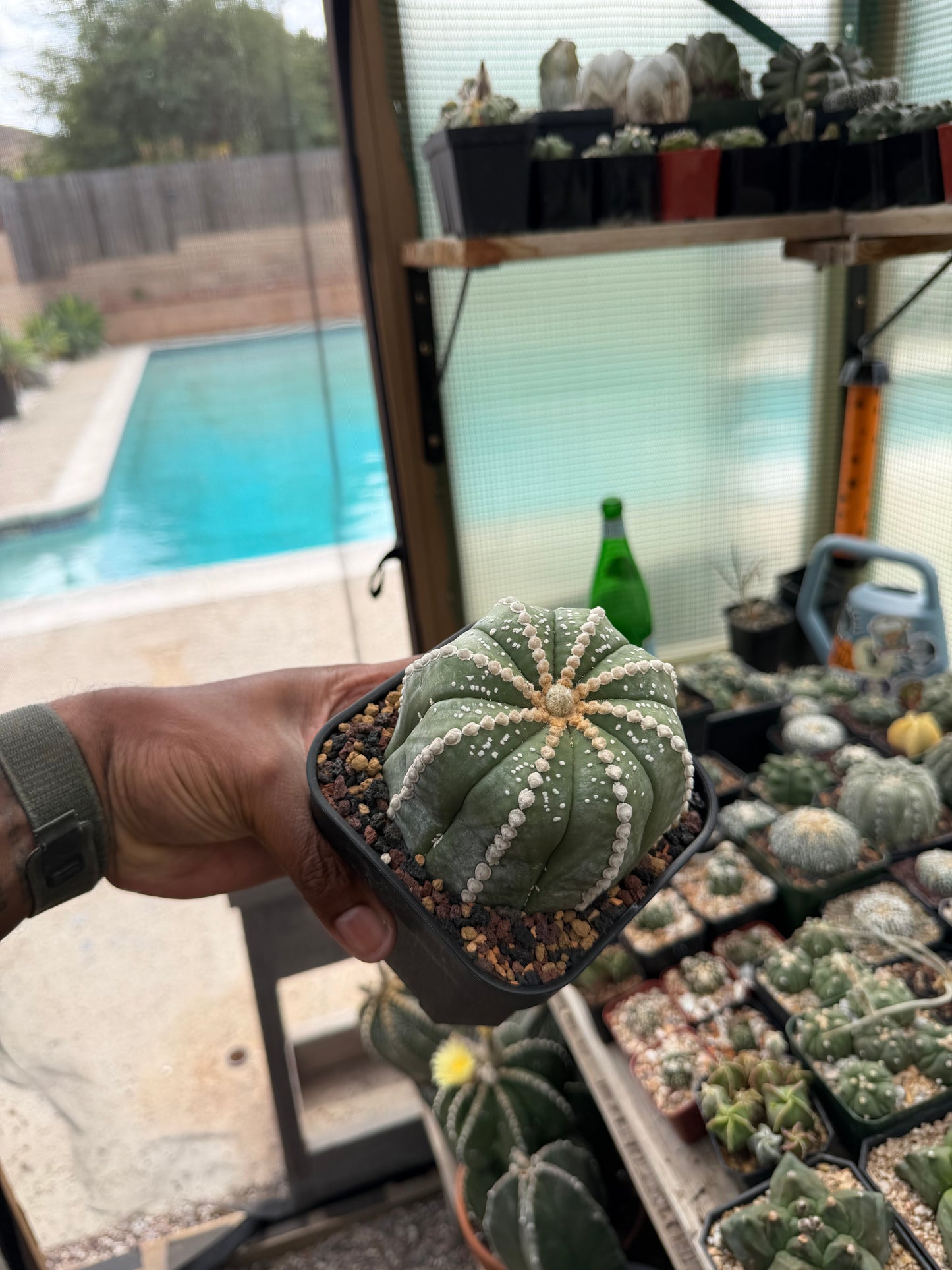 Astrophytum asterias Rensei
