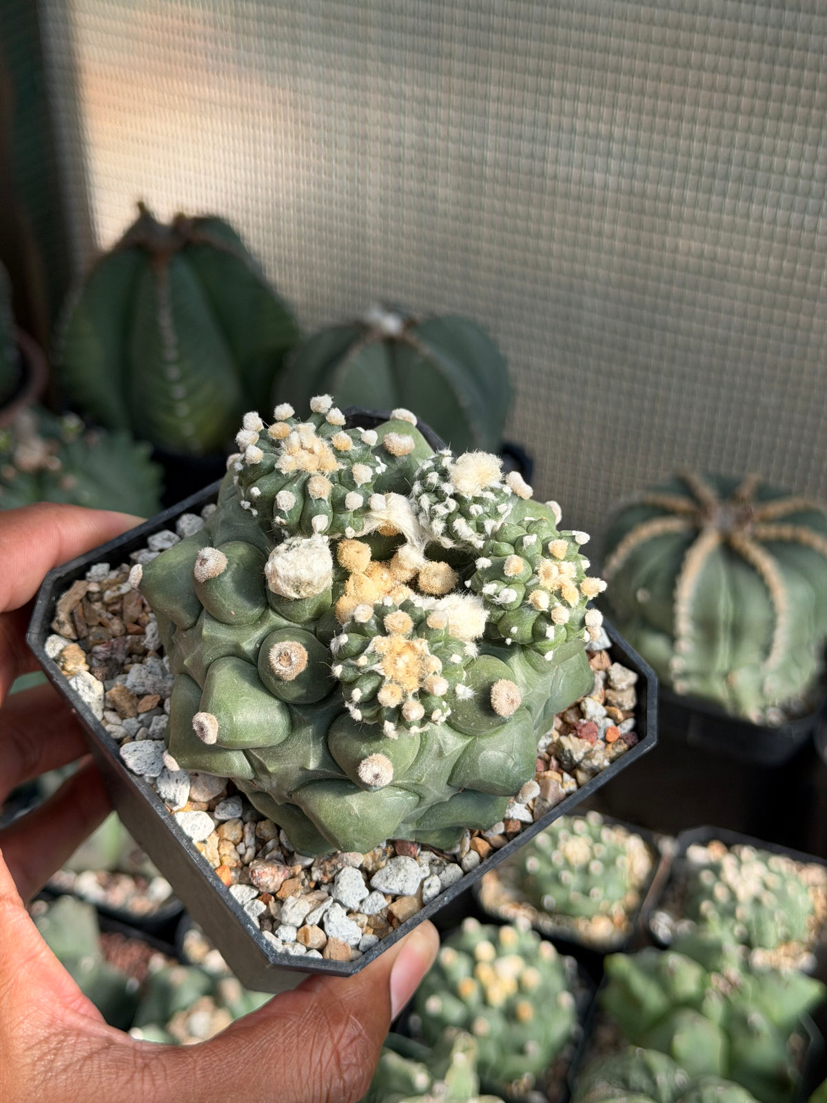 Astrophytum asterias Kikko Durian