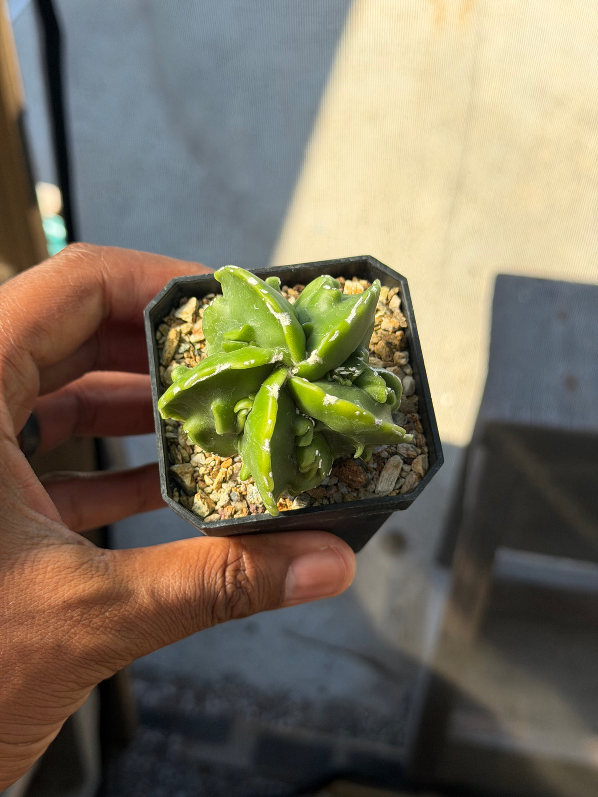 Astrophytum myriostigma Fukuryu