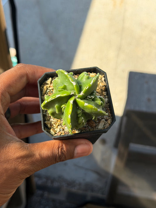 Astrophytum myriostigma Fukuryu