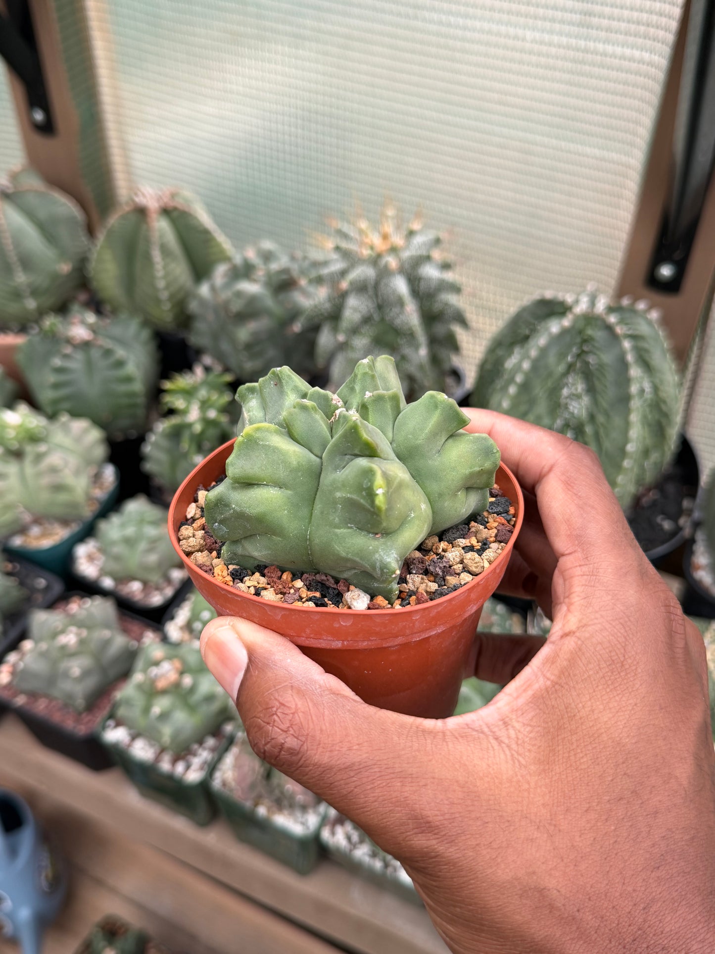 Astrophytum myriostigma Kikko