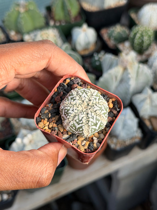Astrophytum asterias Superkabuto V Type