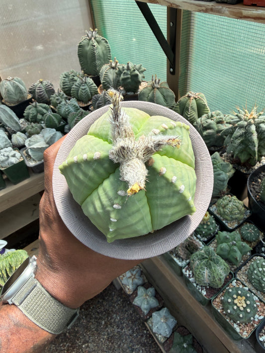 Astrophytum myriostigma strongylogonum Specimen