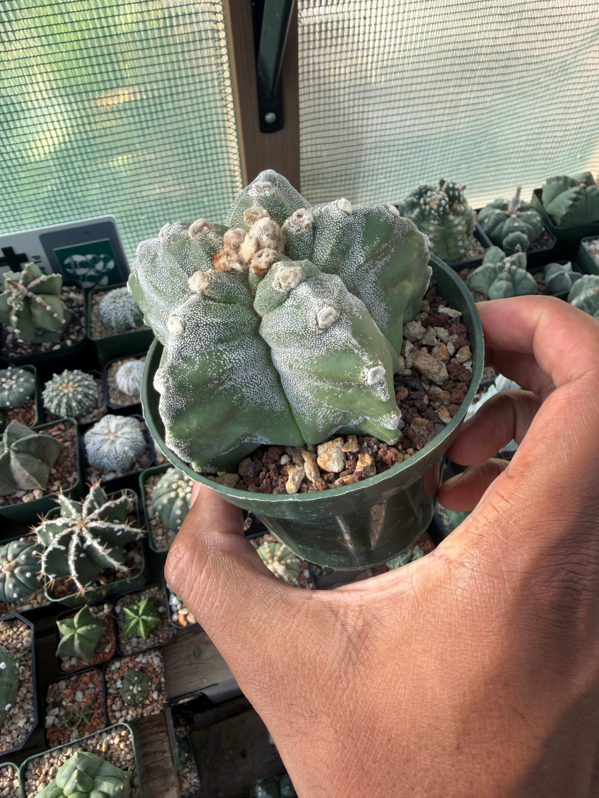 Astrophytum myriostigma Kikko