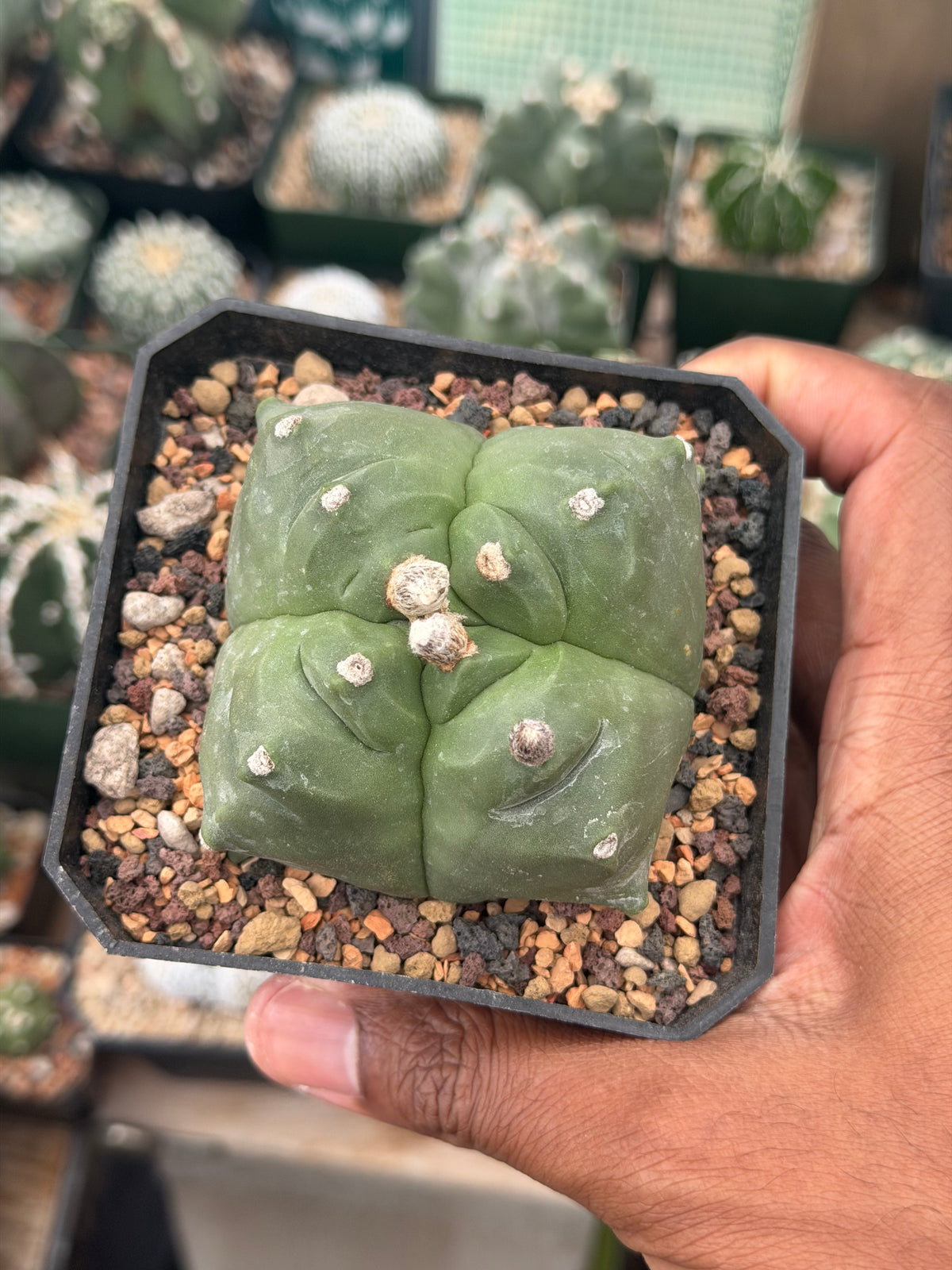 Astrophytum myriostigma Kikko quadricostatum