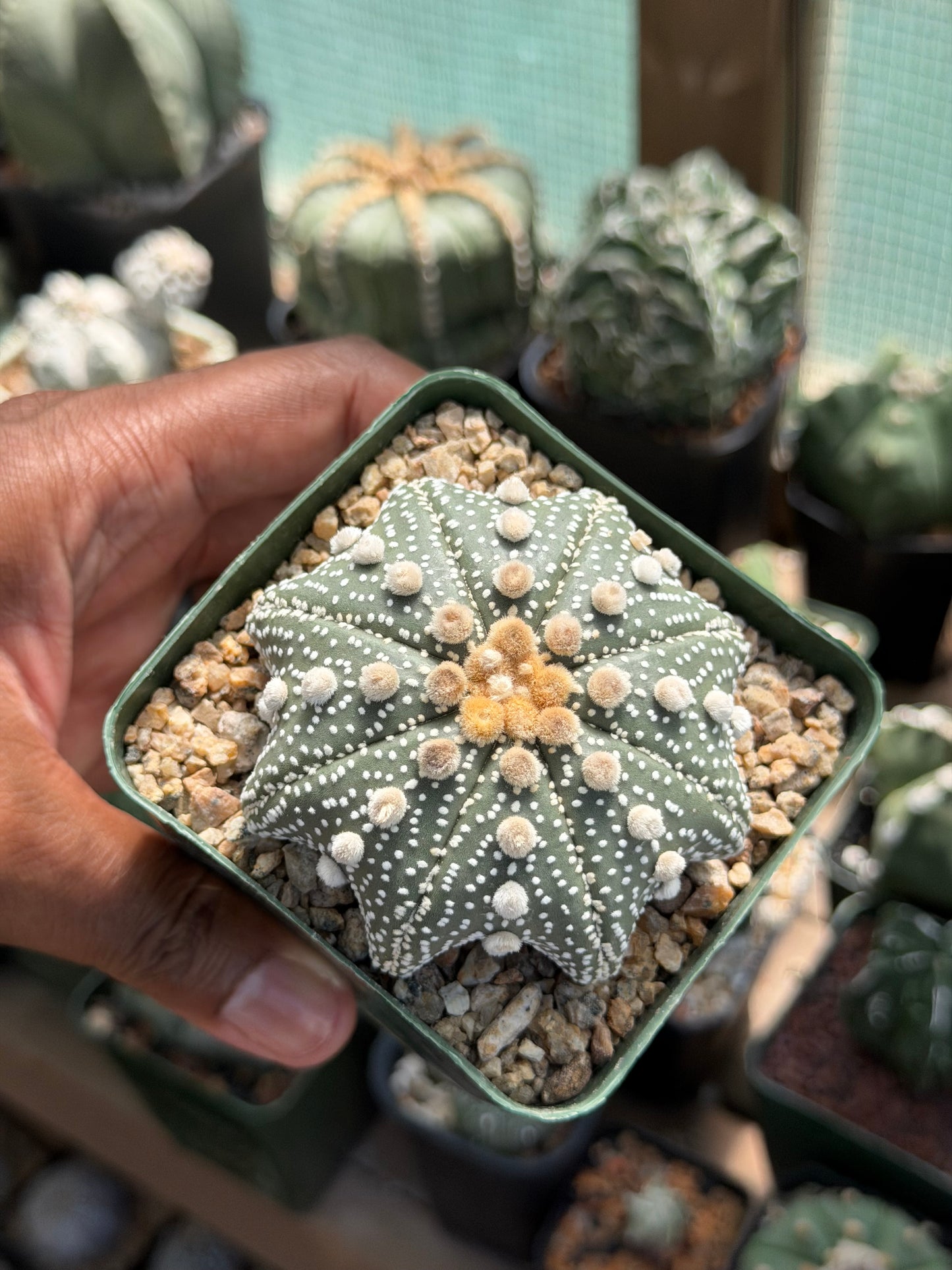 Astrophytum asterias Star Shape
