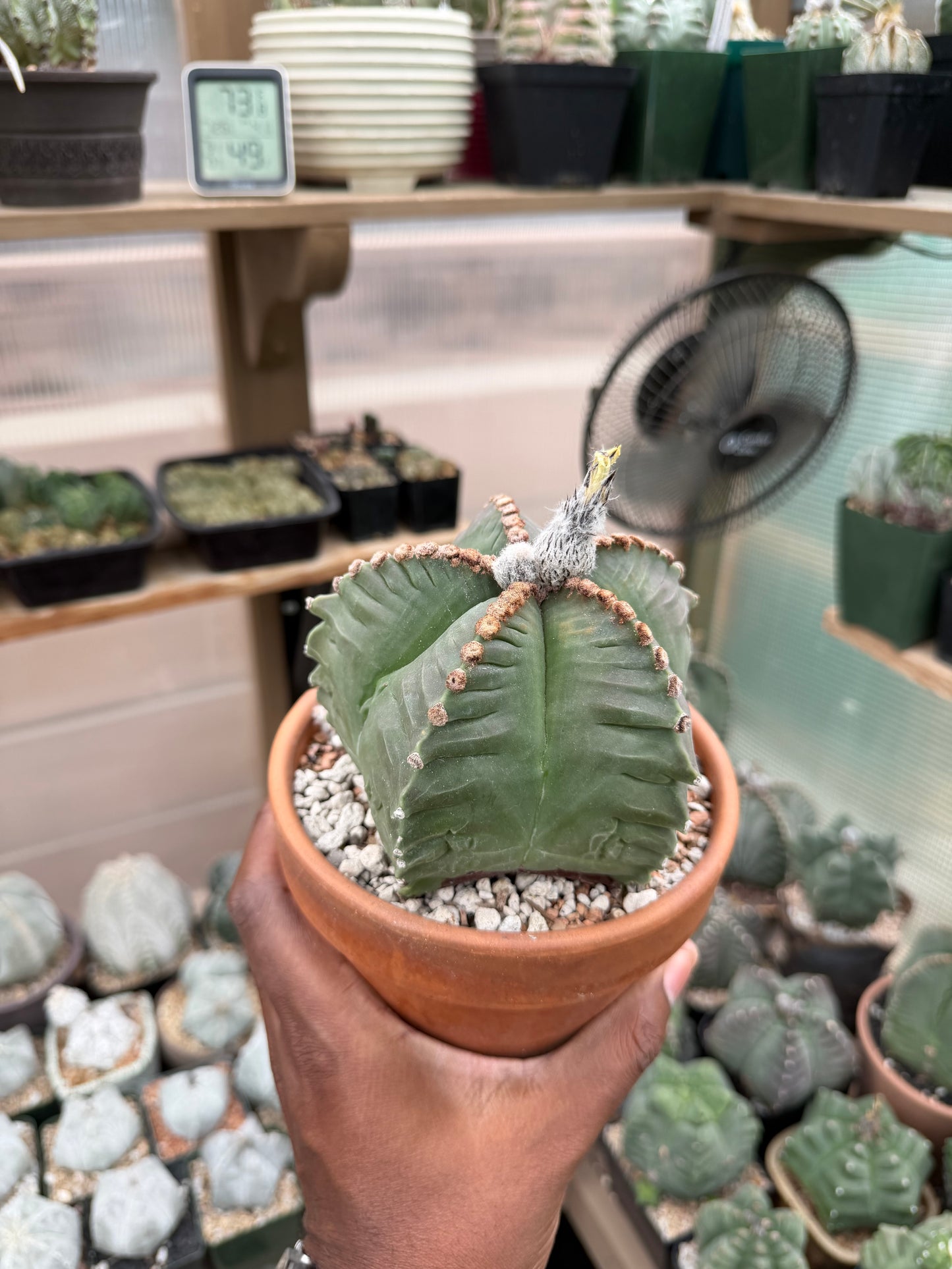 Astrophytum myriostigma Kikko
