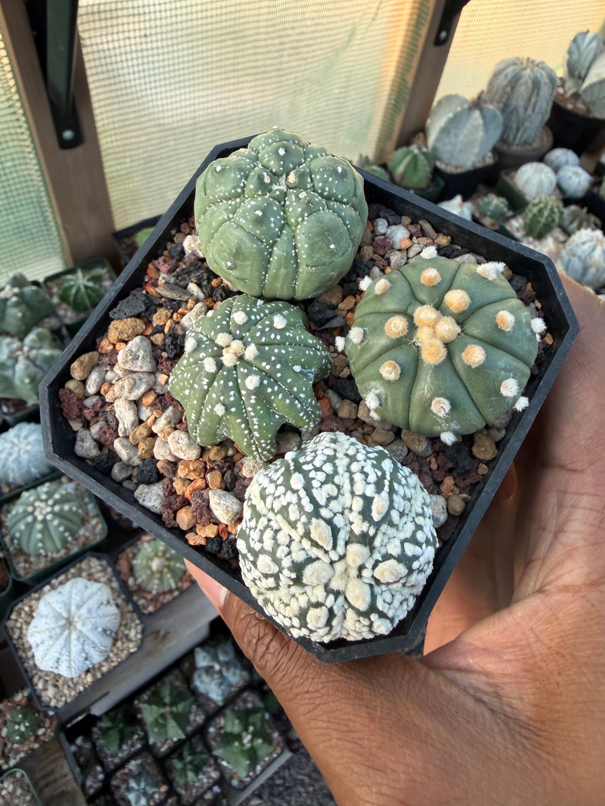 Astrophytum asterias Bundle