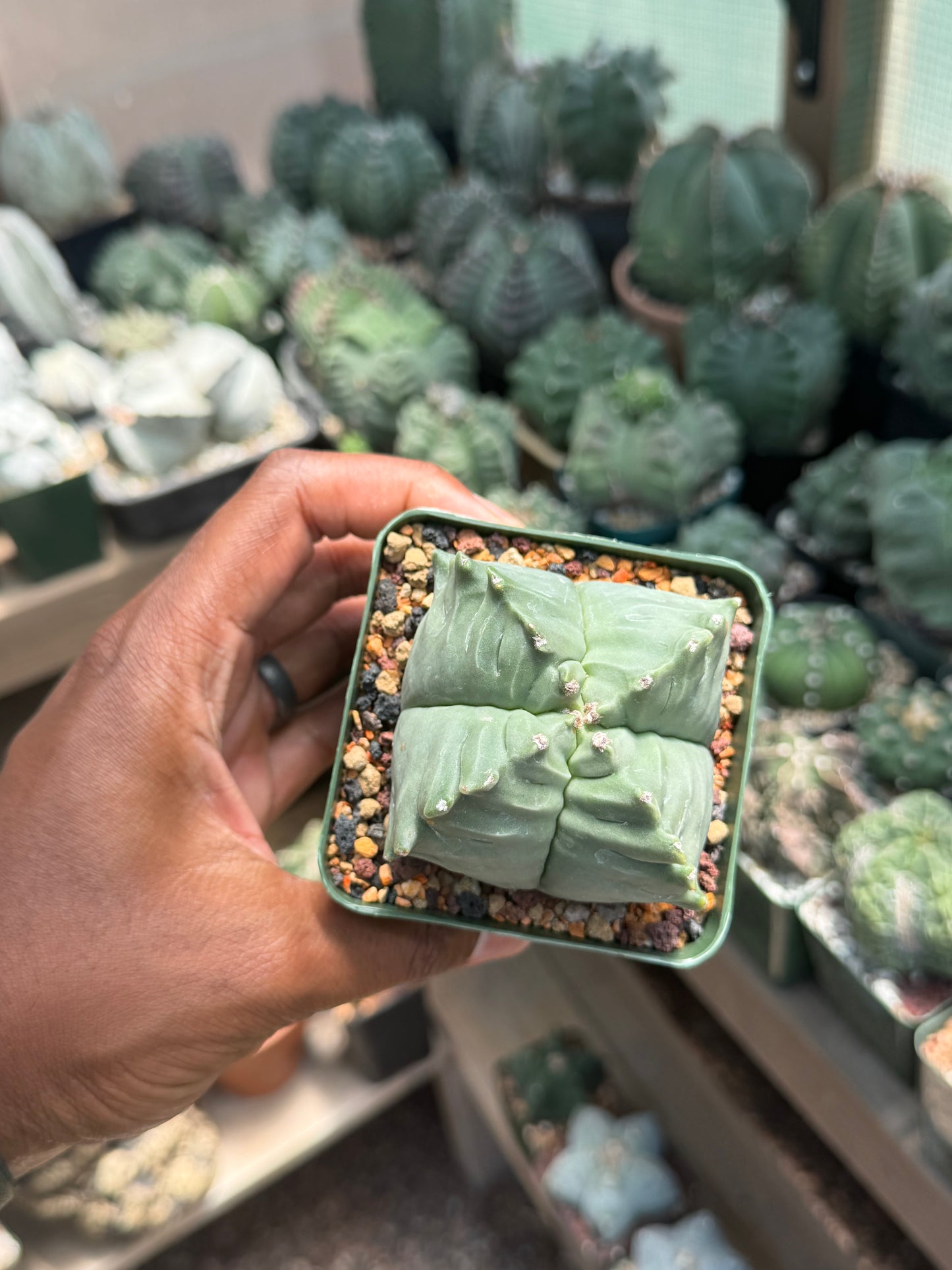 Astrophytum myriostigma Kikko Quadricostatum