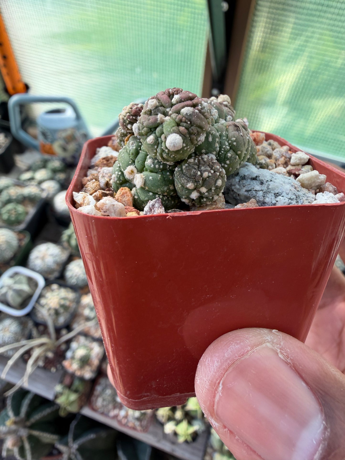 Astrophytum asterias Kikko Lizard Skin Cluster