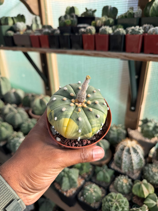 Astrophytum asterias Variegated