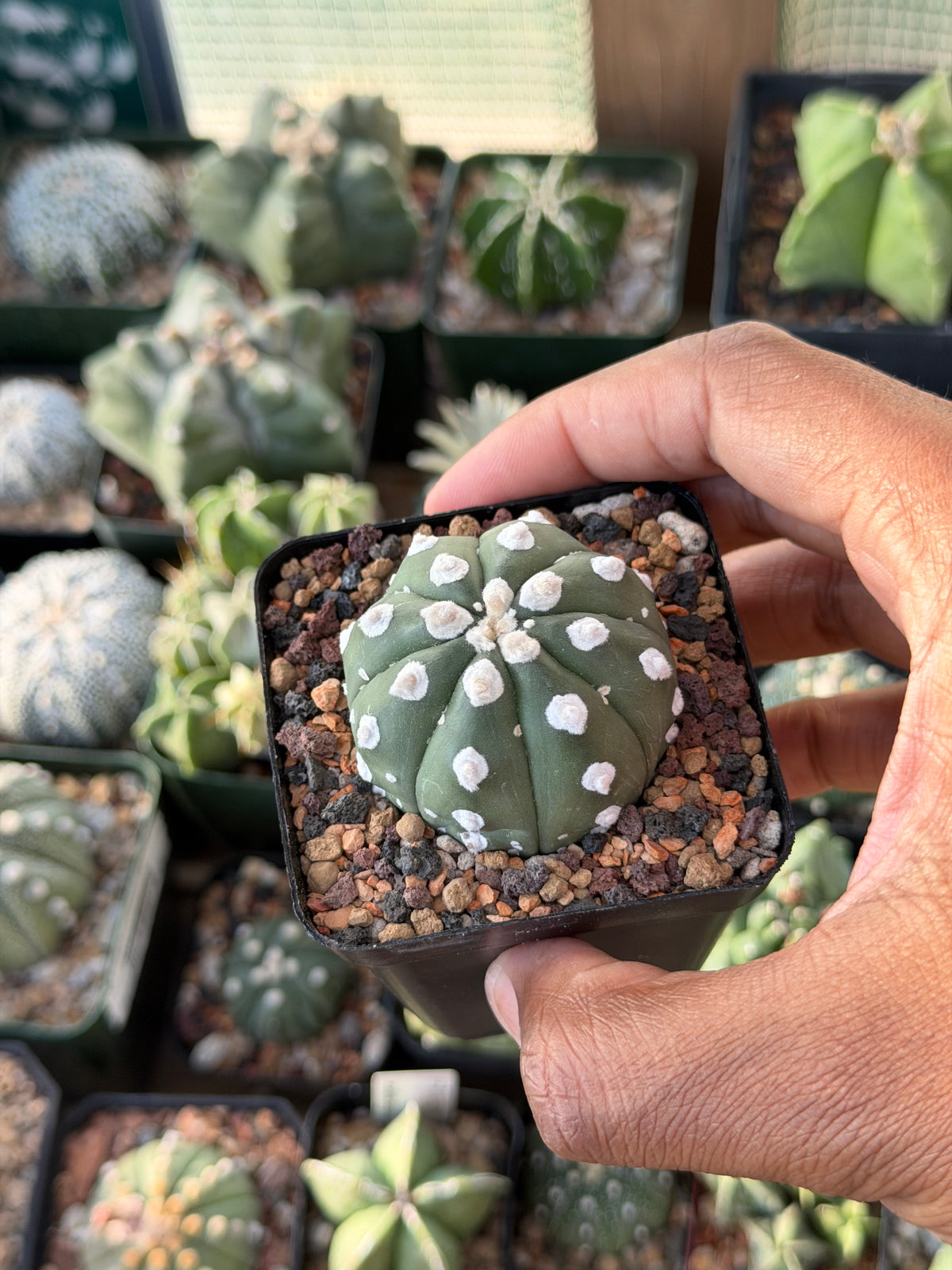 Astrophytum asterias