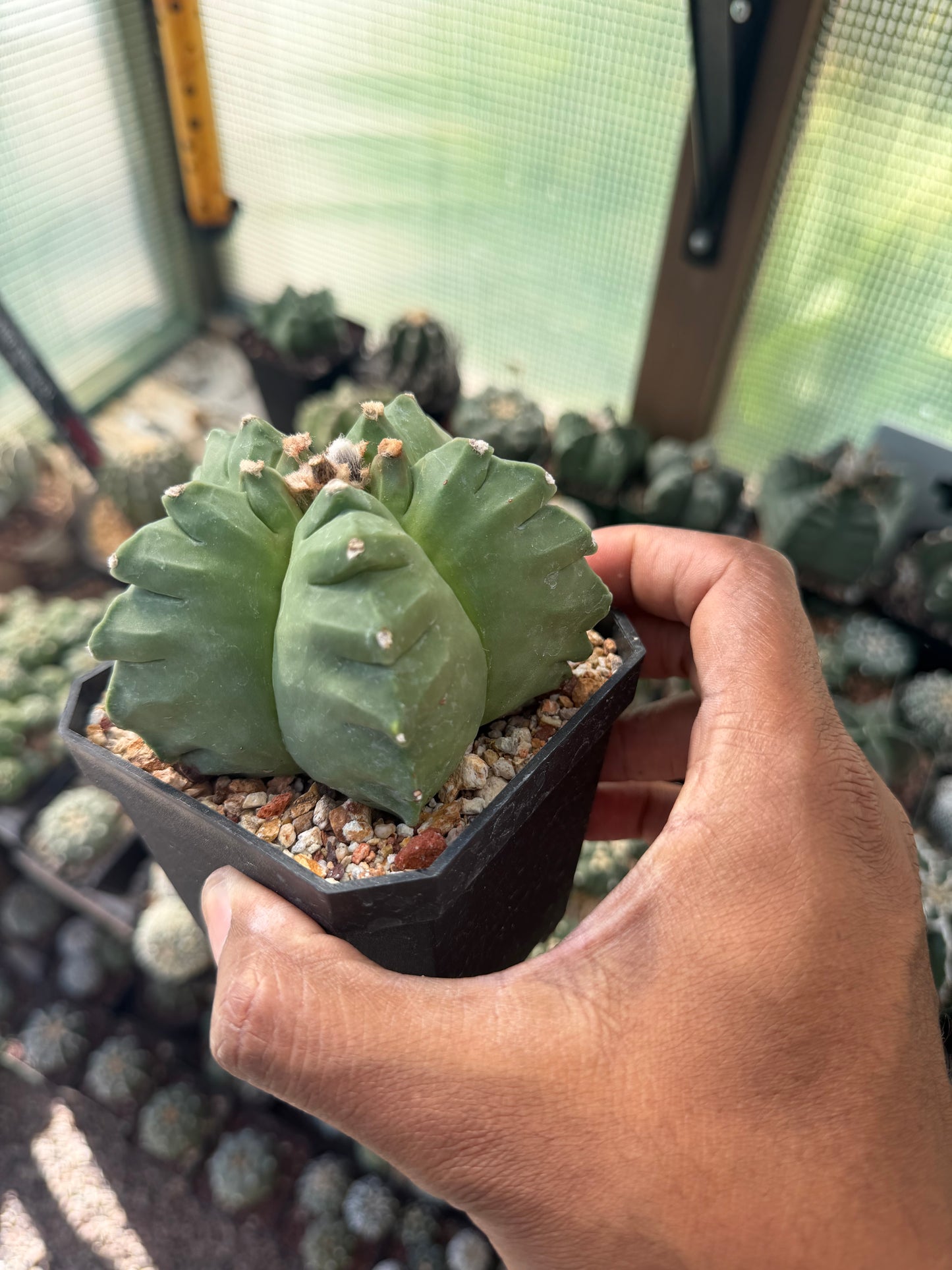 Astrophytum myriostigma Kikko