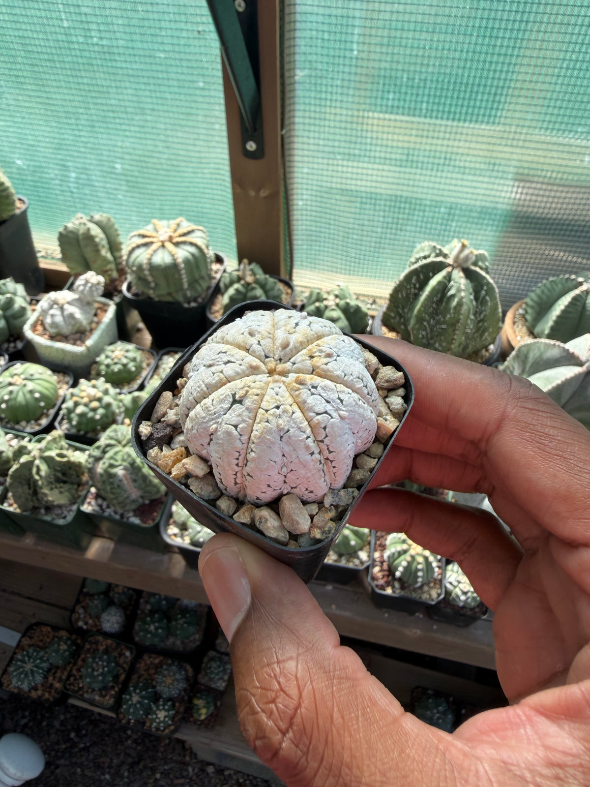 Astrophytum asterias Superkabuto Snow