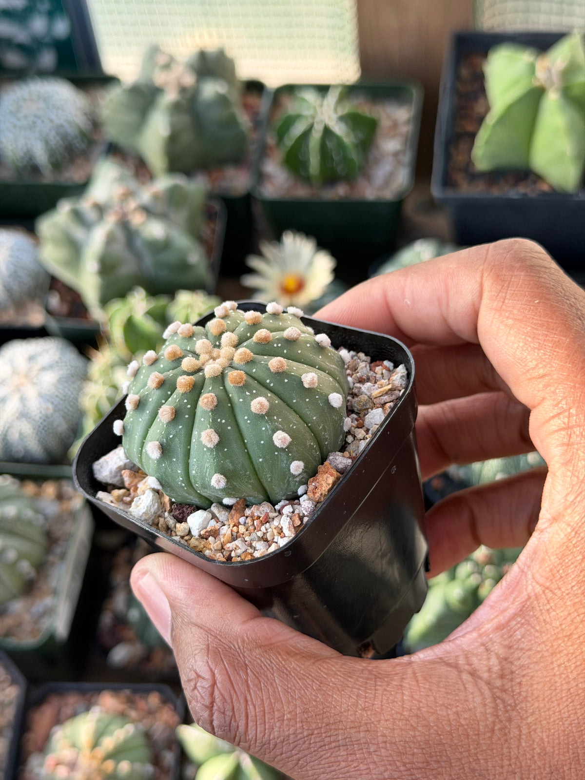 Astrophytum asterias 10 Rib
