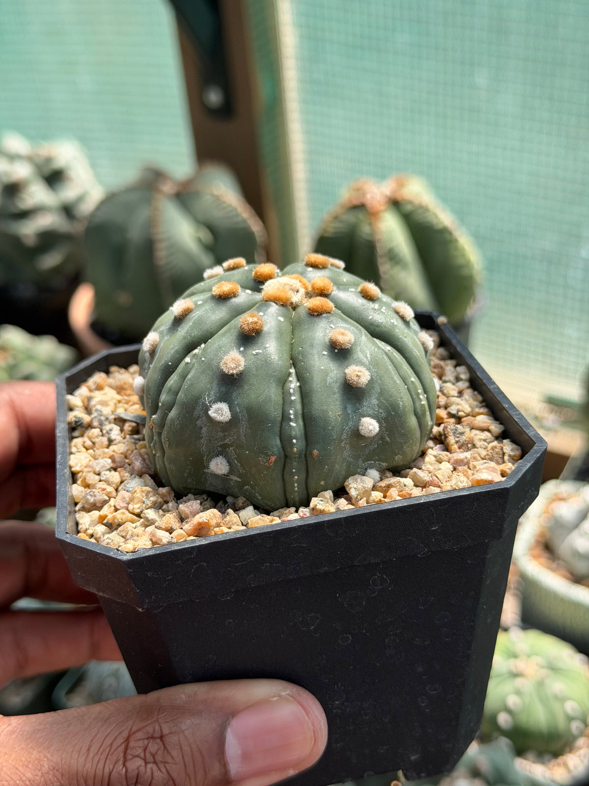 Astrophytum asterias Fukuryu