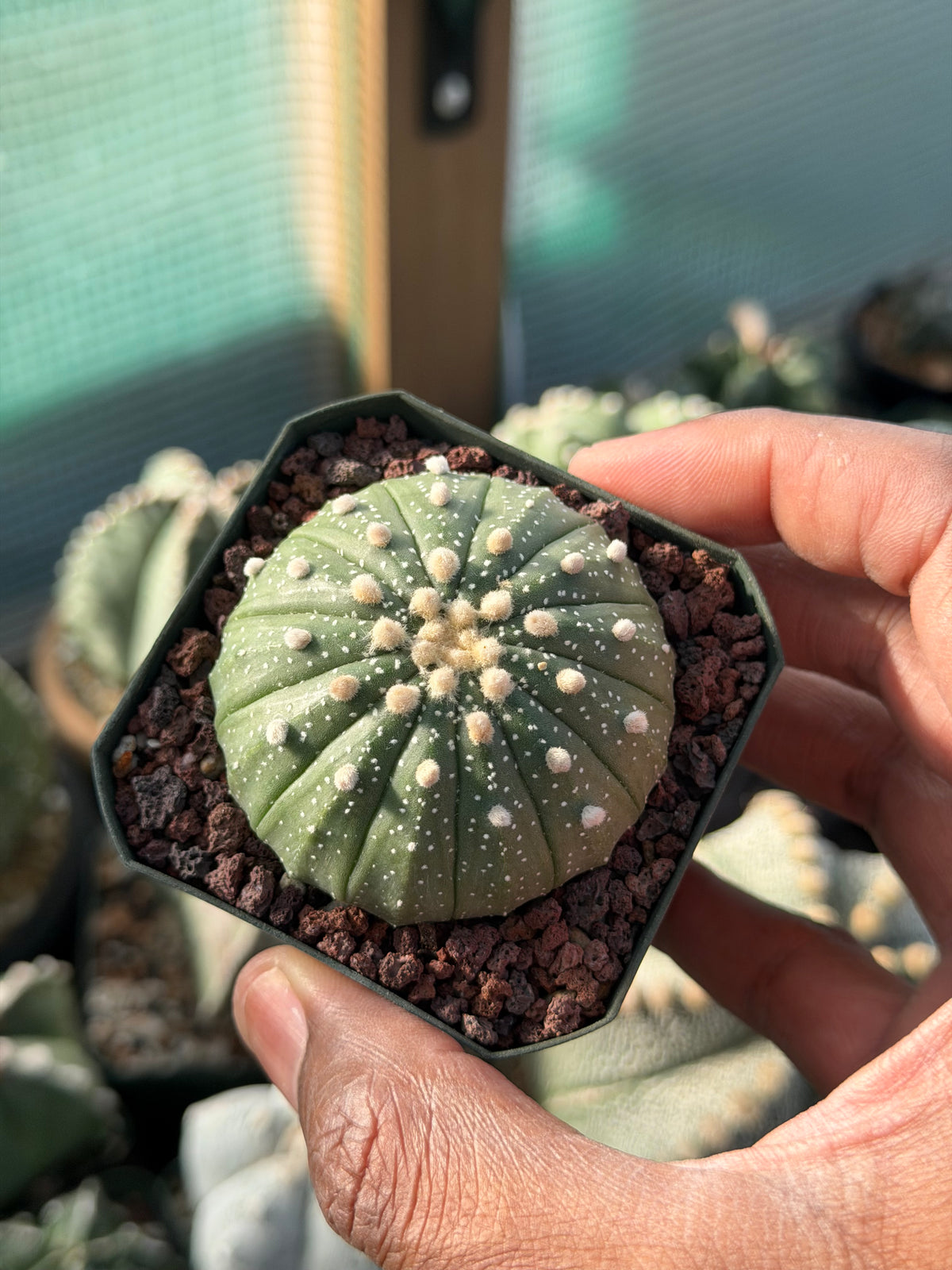 Astrophytum asterias 13 Rib