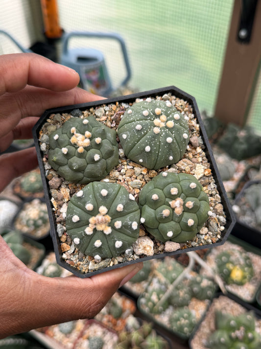 Astrophytum asterias Bundle