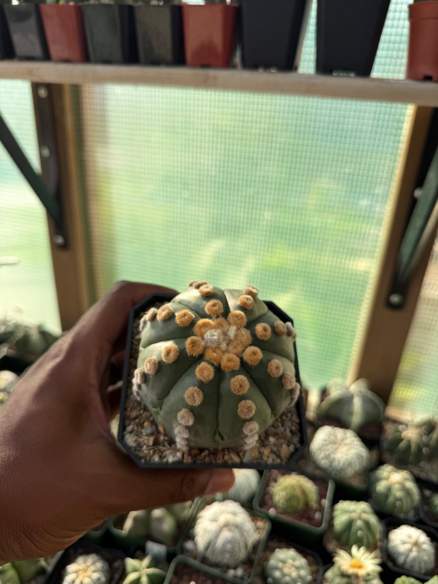 Astrophytum asterias Ooibo